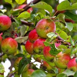 Obstbaumschnitt an Apfel und Birne